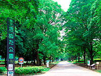 12. 砧公園
